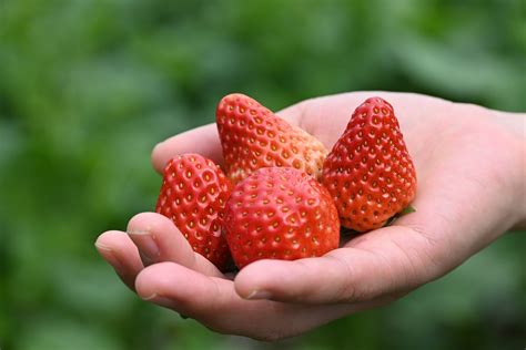 Strawberry Fruit Food - Free photo on Pixabay - Pixabay