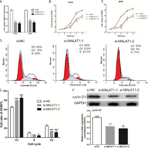 Changes Toproliferation And Cell Cycle After Lncrna Malat Knockdown In