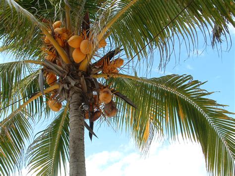 Kelapa 1001 Manfaat Buah Serba Guna Reps Indonesia Fitness