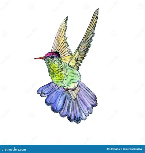 Bright Colorful Bird Hummingbird Stock Vector Illustration Of Color