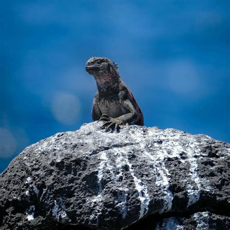 Discover six surprising facts about Galapagos marine iguanas