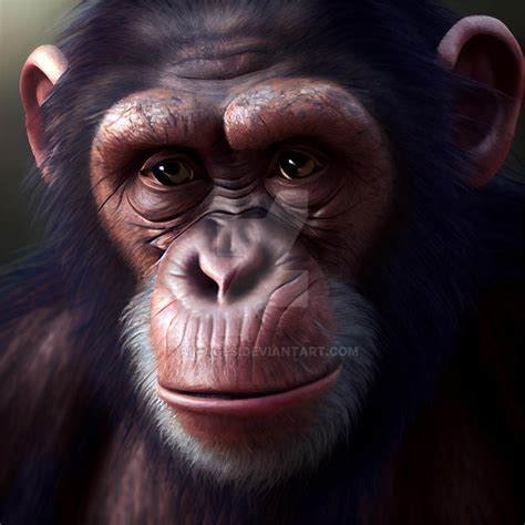 Portrait Of Chimpanzee By Aimages On Deviantart