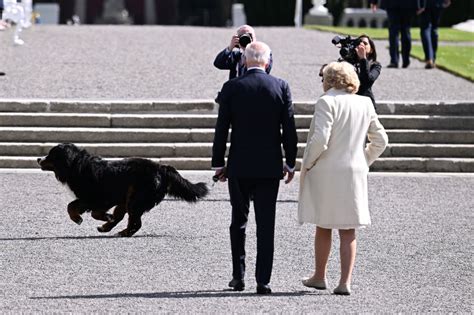 Biden Gets Snubbed By Irish President Michael Higgins Dog