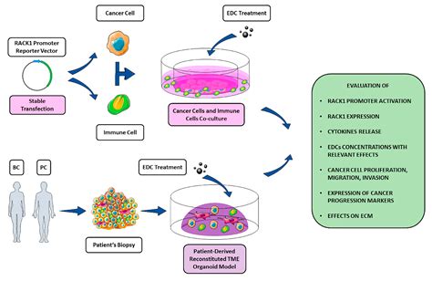 Ijms Free Full Text Endocrine Disrupting Chemicals Edcs Effects