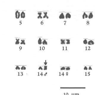 Karyotype Of Eupsophus Insularis A Examples Of Sex Heteromorphic