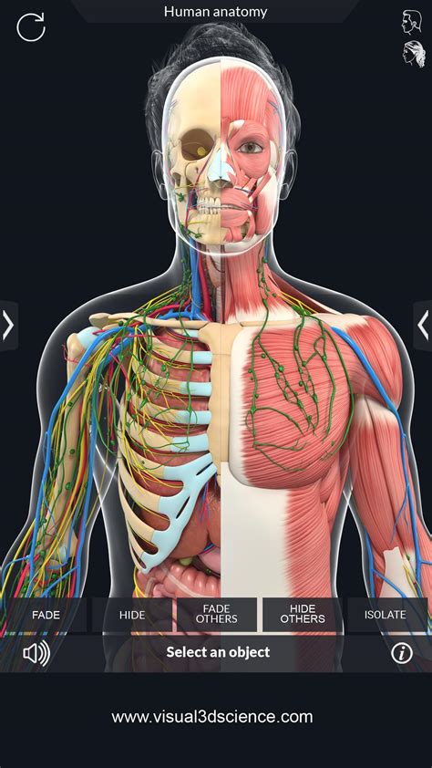 Human Anatomy Apk For Android Download