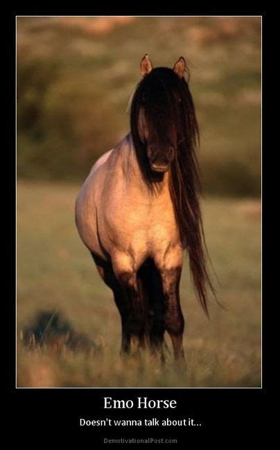 Emo Horse | Horses, Beautiful horses, Pretty horses