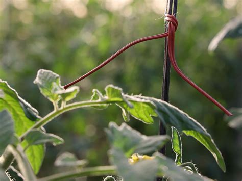 Elimina plagas con confusión sexual: control de plagas eficaz