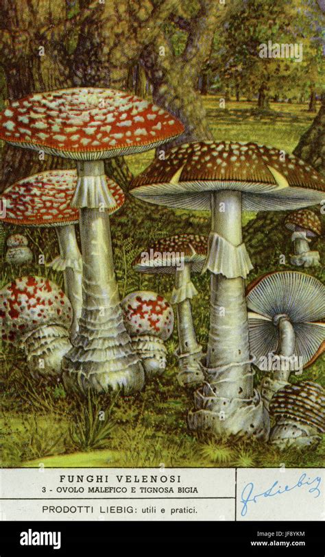 Amanita Pantherina Vs Muscaria