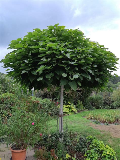 Kugel Trompetenbaum Italia Catalpa Bignonioides Nana G Nstig Kaufen