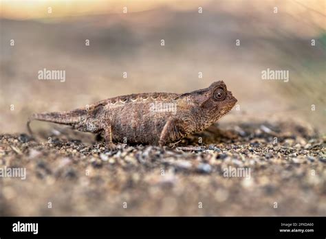 brookesia brygooi   brygoos chameleon brygoos pygmy