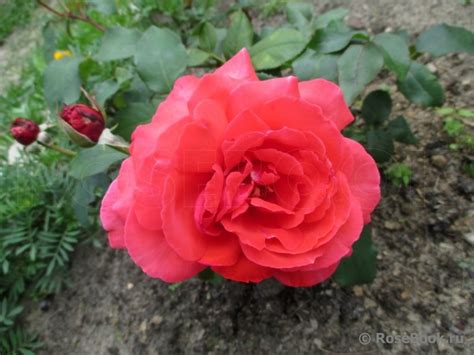 Галерея - Duftwolke (TANellis, Fragrant Cloud, Nuage Parfume ...