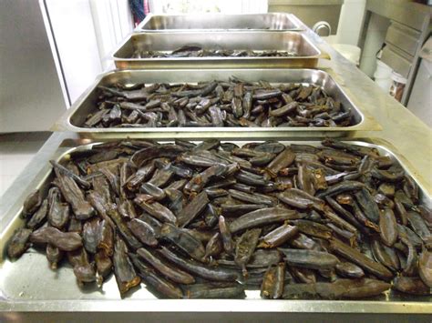 The Ancient Carob - The Cliffs