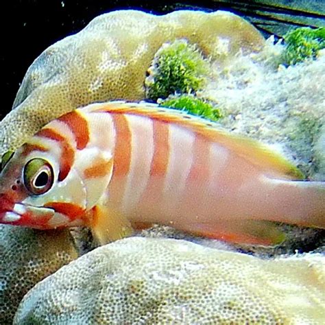 Blacktip Grouper Facts Diet Habitat And Pictures On Animaliabio