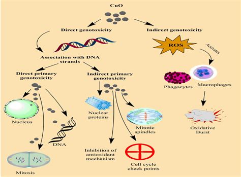 Pathways Of Genotoxicity Of Nps Download Scientific Diagram