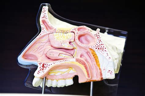 nasal anatomy  physiology