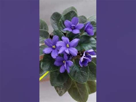 N:157 Fialka Rob‘s Astro Zombi#gullar #фиалки #flowers #violet - YouTube