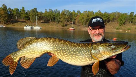 Pêche du brochet passer le piège du début de saison