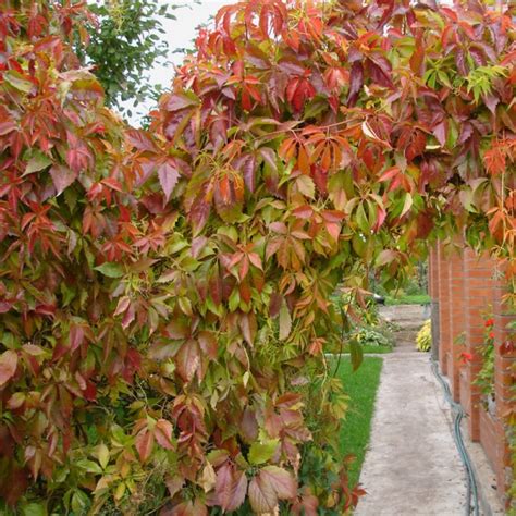 Виноград девичий пятилисточковый купить. Виноград девичий ...