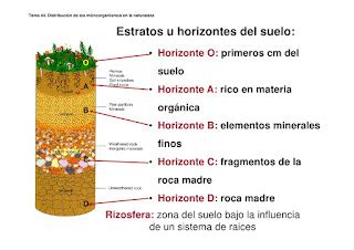 Eso Los Escosistemas El Suelo Como Ecosistema