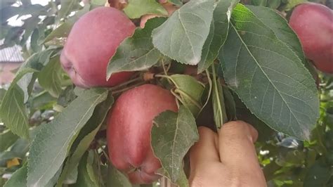 Яблуня сорт Ред чіф!Потрібно мати кожному! - YouTube
