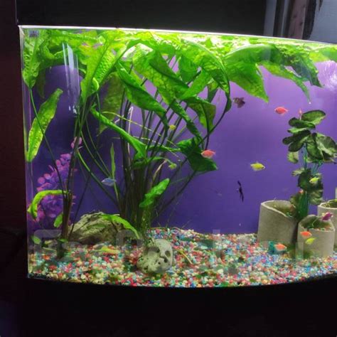 Криптокорина. Для большого аквариума, в наличии. Цена: 500₽ во Владивостоке