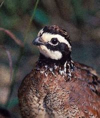 Kentucky Quail Hunting Guides and Outfitters