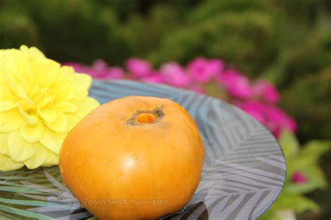 Гном Улуру Охра (Dwarf Uluru Ochre) - Томатная палитра