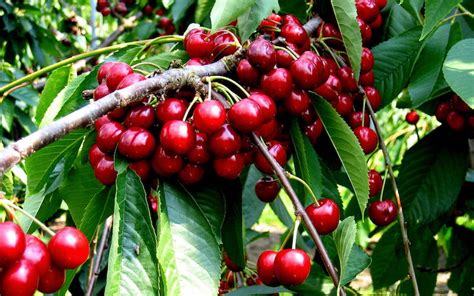 How To Grow Cherry Trees Suttons Gardening Grow How