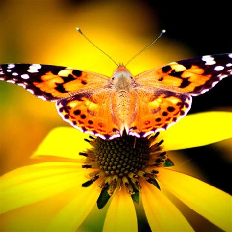 Natural Wonders Tits Big Tits Porn XHamster