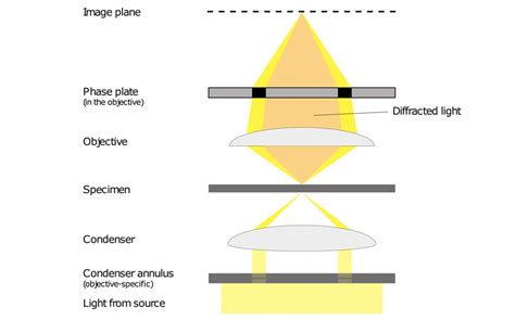 A Guide To Phase Contrast Principles Applications And Setup