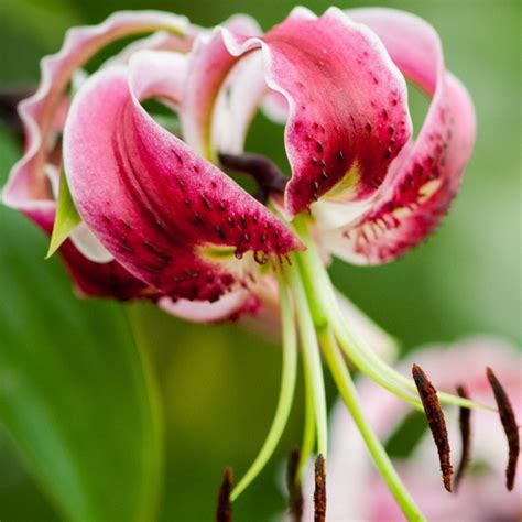 Lilium 'Black Beauty'