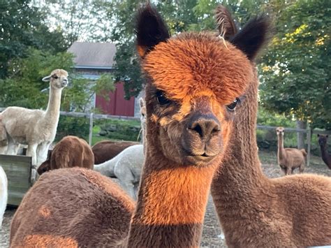 Hope Alpaca Farm Coastal Rhode Island Farm