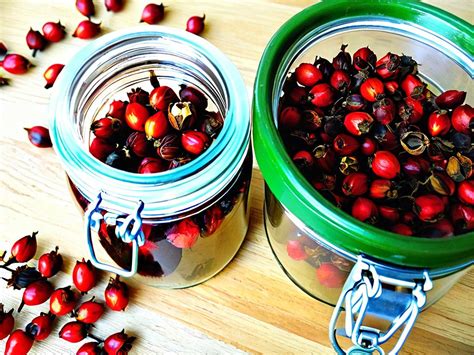 Секреты приготовления сушеного шиповника для питья: как варить в ...