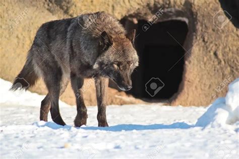 Cave Wolf Fictionrulezforever Wiki Fandom