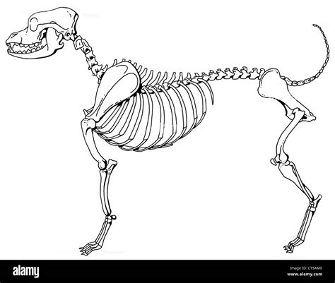 Esqueleto De Perro Anatomia Im Genes De Stock En Blanco Y Negro Alamy