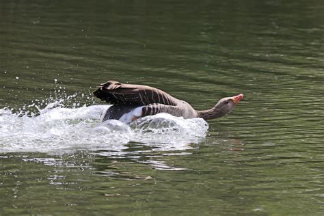 IMG 4846 Oie cendrée Anser anser Greylag Goose Patrick Leasson Flickr