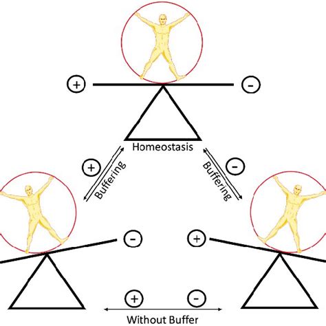 PDF The Role Of Buffers In Establishing A Balance Of Homeostasis And