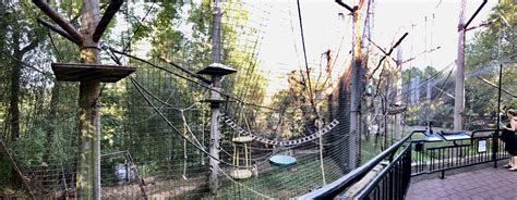 Siamang Exhibit Zoochat