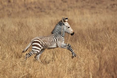 Baby Zebra Wallpaper