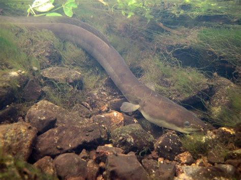 Freshwater fish in Scotland - Scotlandguides