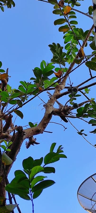 A Guava Tree That Is Bearing Fruit Is Seen From The Ground Up Into The