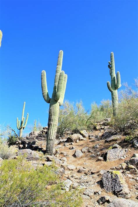 Saguaro Photograph by Kevin Mcenerney