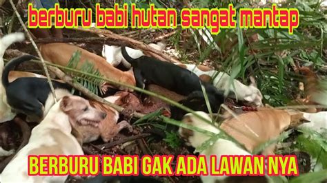 Berburu Babi Hutan PORBI Mandailing Gasan Gadang Babinya Banyak