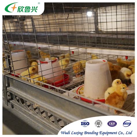 Broiler Chicken Farming Equipment Poultry Cage With Automatic Birds Harvesting System China