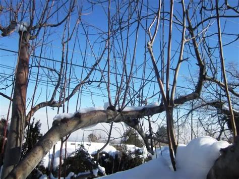 How To Deal With Water Sprouts On Trees A Gardeners Guide