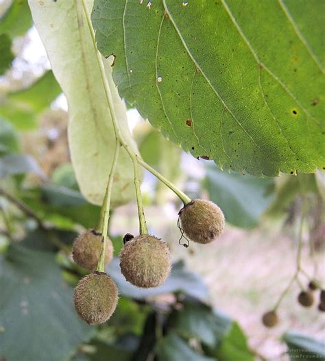 Holländische Linde Tilia Europaea Österreichische