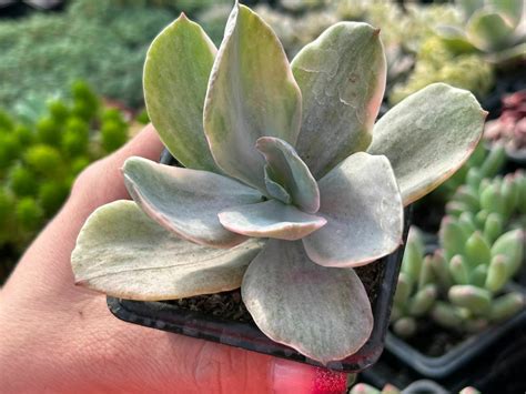 Echeveria Decora Variegata Suculindas Da Ioiô