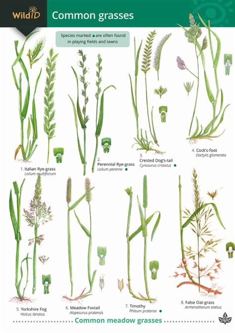 Identifying Grasses