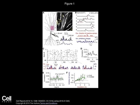 Subcellular Imbalances in Synaptic Activity - ppt download